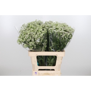 Astrantia Wit Billion Stars