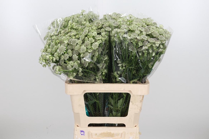 <h4>Astrantia Wit Billion Stars</h4>
