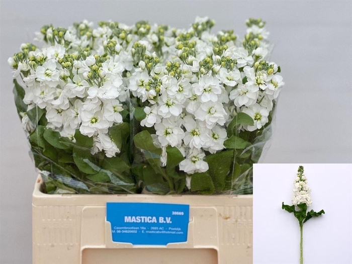 <h4>Matth Stox White N L</h4>