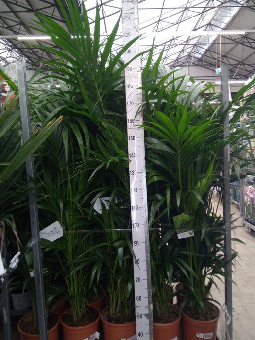 <h4>Howea forsteriana</h4>