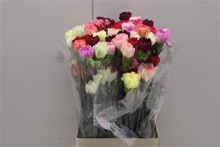 <h4>Di St Rainbow Mix</h4>