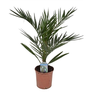 Phoenix Canariensis