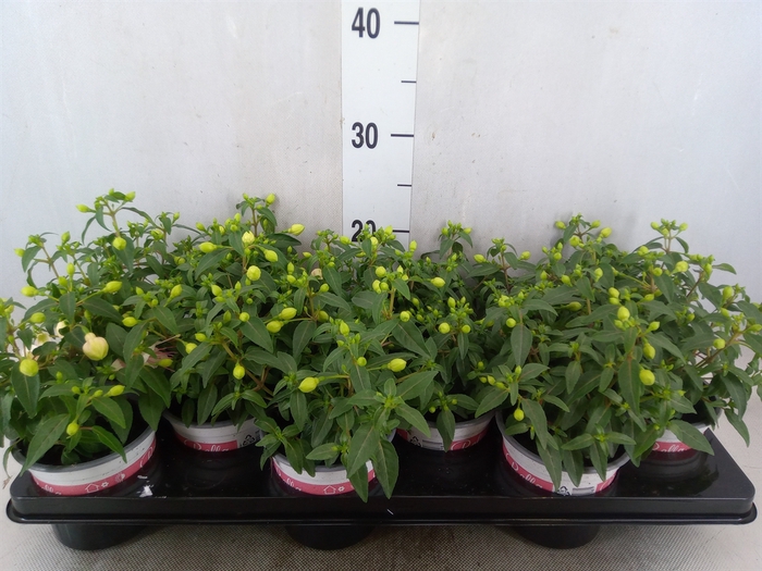 <h4>Fuchsia  'Bella Fuchsia Lisa'</h4>