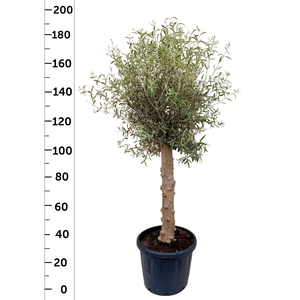 OLEA EUROPAEA