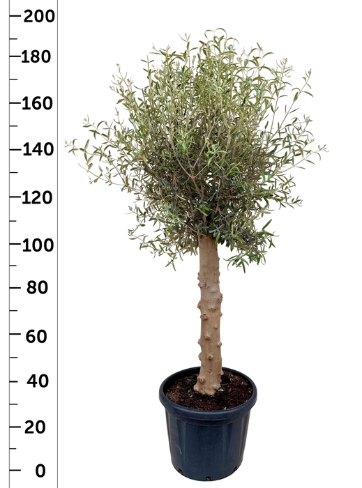 <h4>OLEA EUROPAEA</h4>
