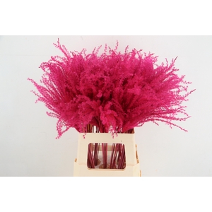 DF Miscanthus 70cm Cerise