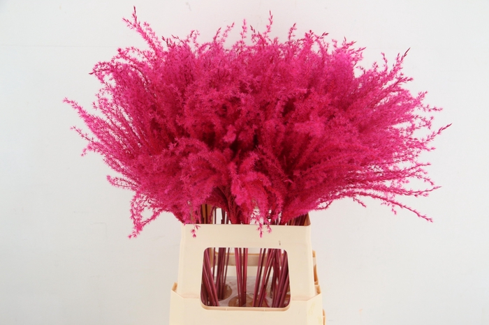 <h4>DF Miscanthus 70cm Cerise</h4>
