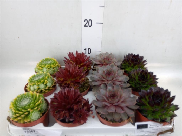 <h4>Sempervivum   ...</h4>