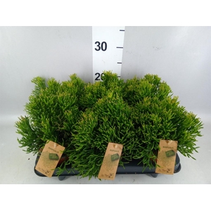 Rhipsalis   ...