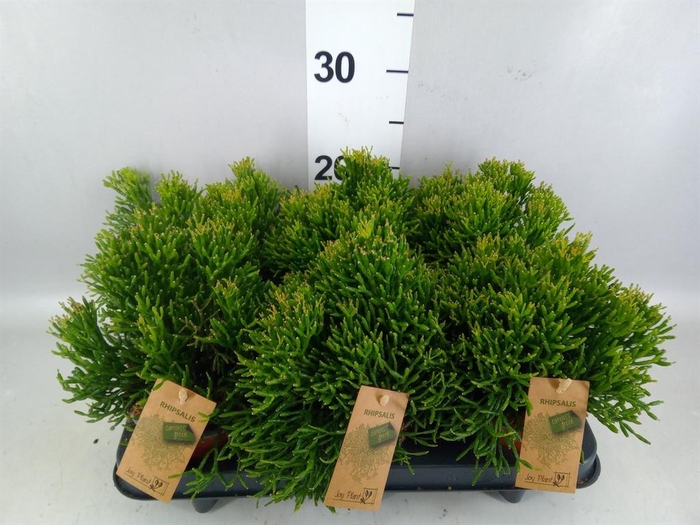 <h4>Rhipsalis   ...</h4>