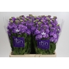 Matthiola incana 'Impala Lavender'