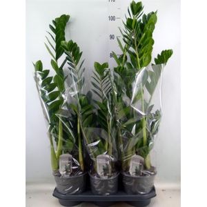 Zamioculcas zamiifolia