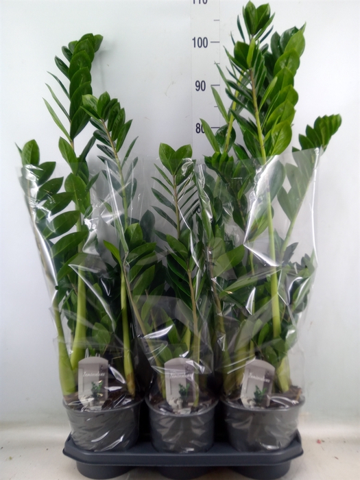 <h4>Zamioculcas zamiifolia</h4>