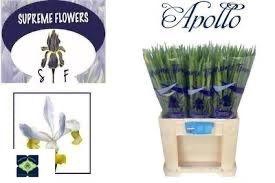 IRIS APOLLO