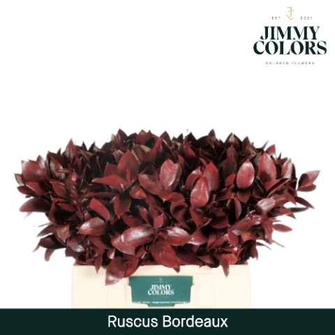 Ruscus L60 Klbh. bordeaux