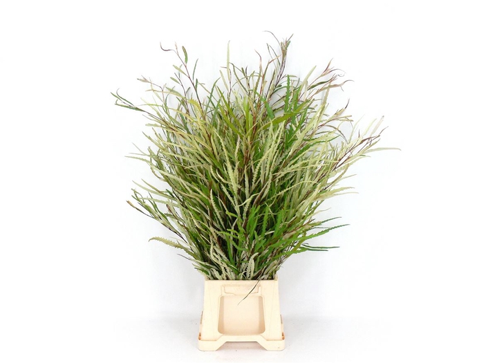 <h4>Grevillea 300 Gram</h4>