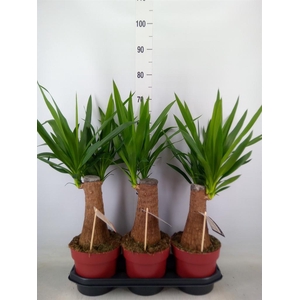 Yucca elephantipes   ...