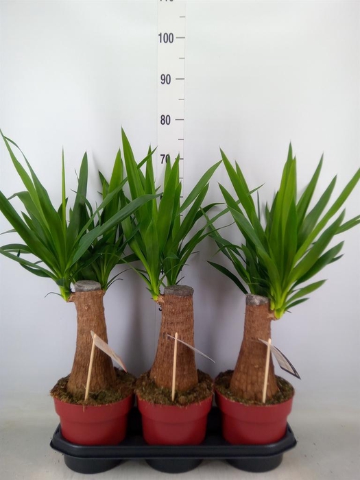 <h4>Yucca elephantipes   ...</h4>