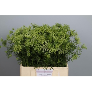 Ammi Majus