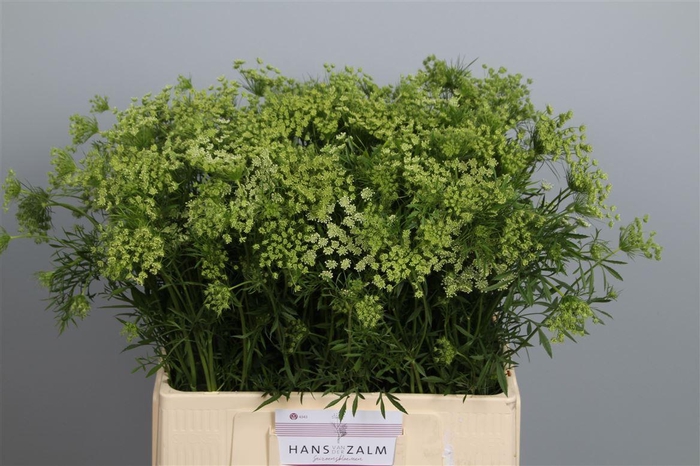 <h4>Ammi Majus</h4>
