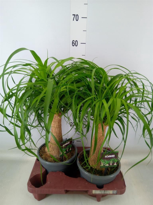 <h4>Beaucarnea recurvata</h4>
