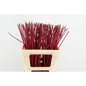 CORNUS ALBA SIBIRICA 60cm