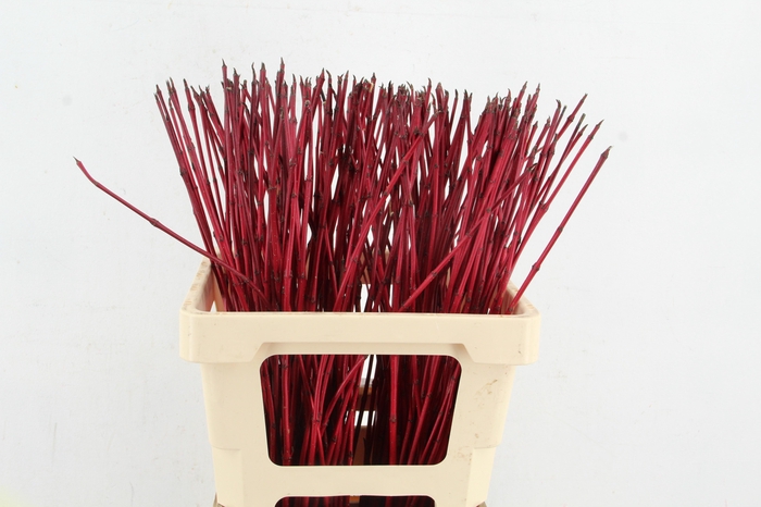 <h4>CORNUS ALBA SIBIRICA 60cm</h4>