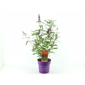 Buddleja dav. Funky Fuchsia (First Editions®)