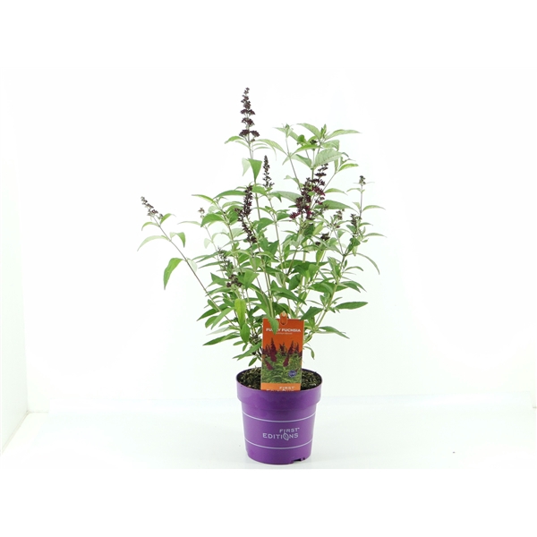 <h4>Buddleja dav. Funky Fuchsia (First Editions®)</h4>