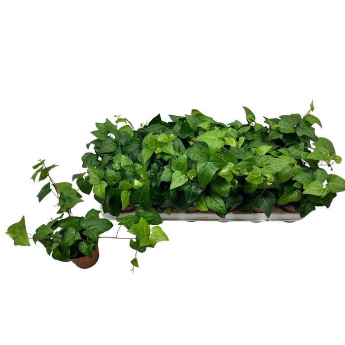 <h4>HED HE MEIN HERZ</h4>