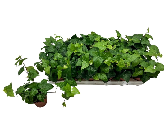 <h4>HED HE MEIN HERZ</h4>