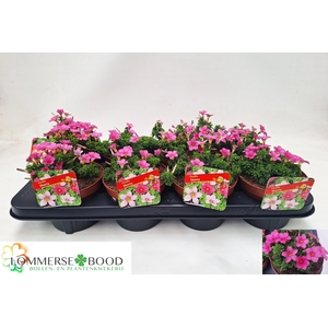 OXALIS OV