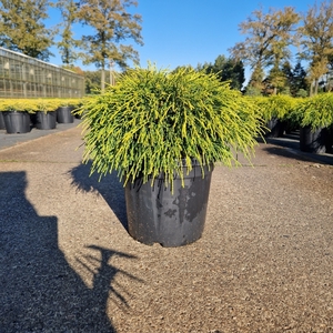 Chamaecyparis pis. 'Sungold' C8