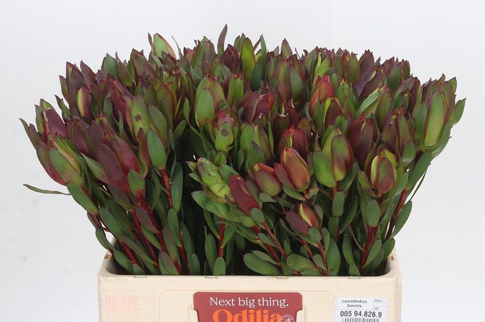 Leucadendron Senorita