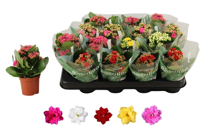 <h4>KAL GE RO GEM 5 KL</h4>