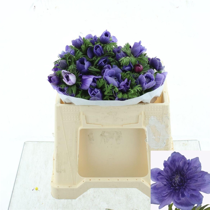 <h4>ANEM CO LEVAN BLU</h4>