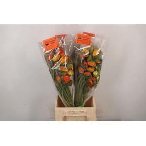 Papaver. Mandarino Ex Per Stem