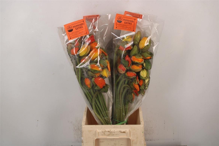 <h4>Papaver. Mandarino Ex Per Stem</h4>