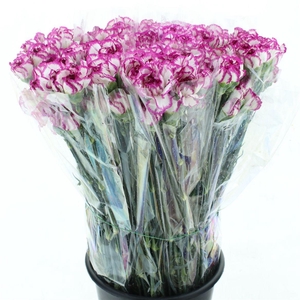 Di St Kino White Purple Edge