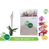 Phal Gem 1 Branche 10+
