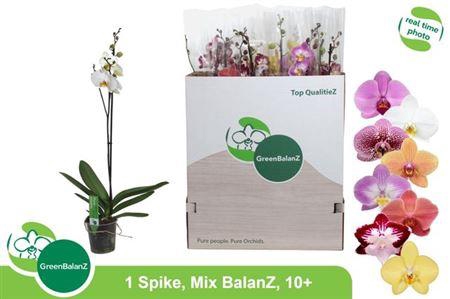 Phal Gem 1 Branche 10+