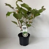 Hydrangea overig quercifolia 'Snowf
