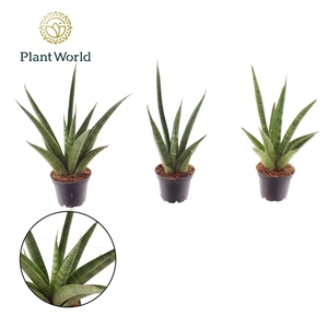 Sansevieria 'trifciata' Pineapple 7 cm