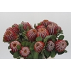 Banksia Coccinea