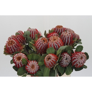 Banksia Coccinea
