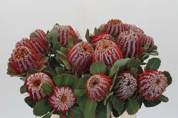 <h4>Banksia Coccinea</h4>