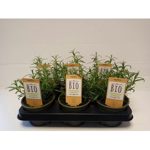 Rozemarijn P12 HERBIO steker