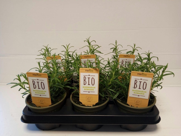 <h4>Rozemarijn P12 HERBIO steker</h4>