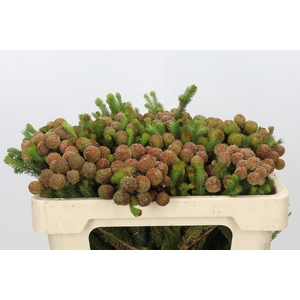 Kaaps Groen Baubles