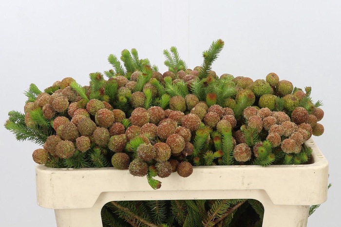 <h4>Kaaps Groen Baubles</h4>